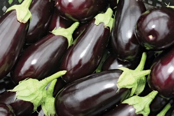 what-is-eggplant