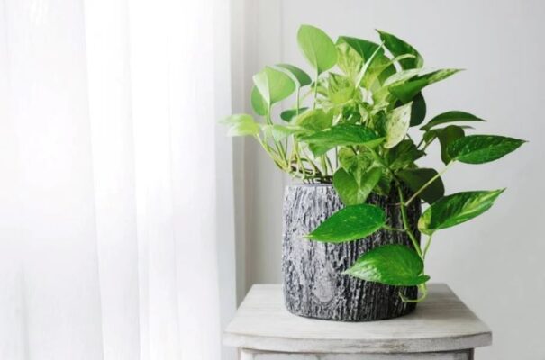 Pothos Variety