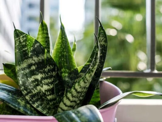 snake-plant