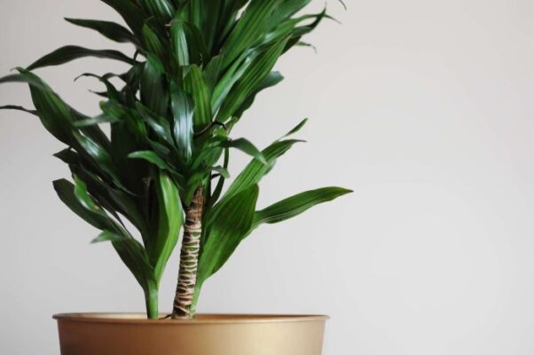 7 Different Types of Dracaena Plants You Can Grow at Home