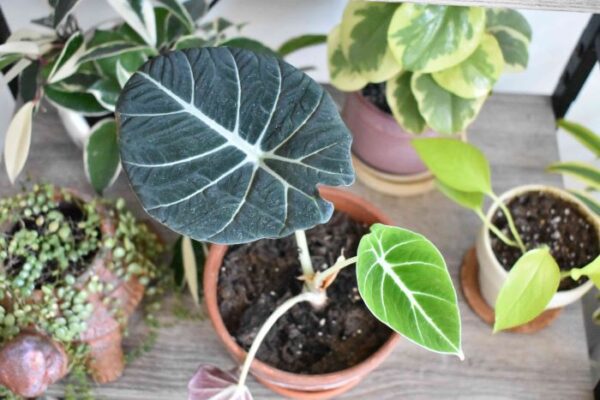 Alocasia Black Velvet: A Stunning Houseplant for Your Collection