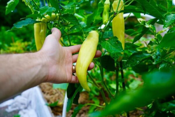 How To Grow Sweet Banana Peppers Plants and Care