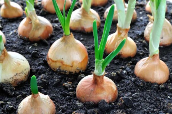 Onion Companion Plants Care: How to Grow Them