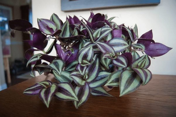 Wandering Jew Plant Care and Growing: Complete Guide