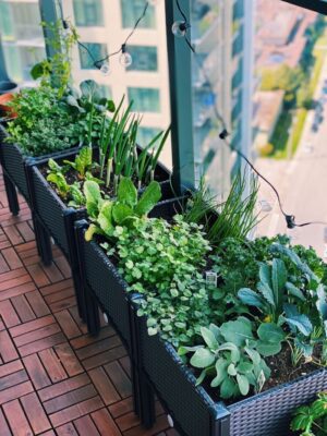 Small Balcony Herb Garden Ideas for Apartments