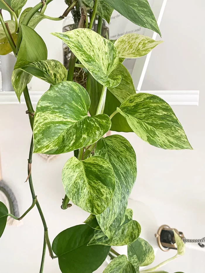 Marble Queen Pothos Care: How To Propagate in Water?