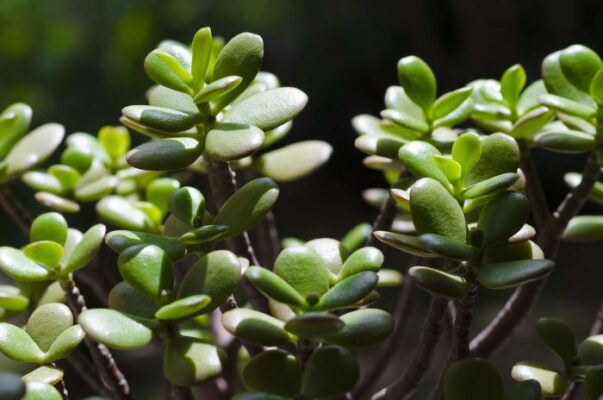 What Are the Different Types of Jade Plants and How to Grow Them