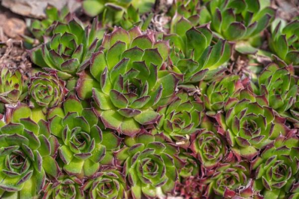 How To Plant Hens and Chicks Plants: Care and Growth