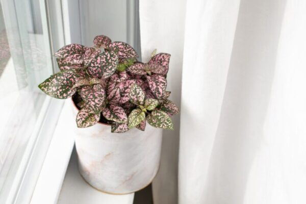 Pink Polka Dot Plant Care, Growth and Watering