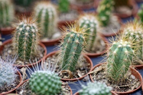 Small Cactus Plants Types and How To Care Them