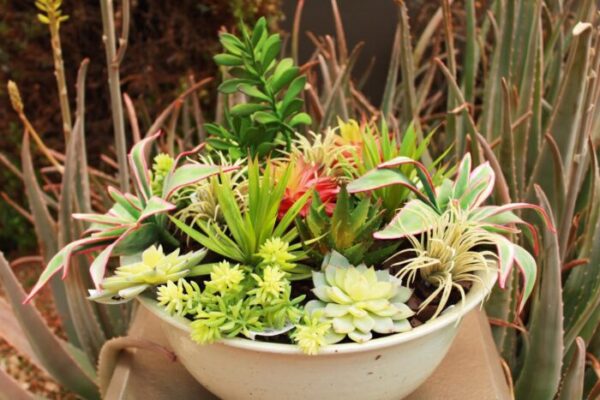 Creative Ways to Display Succulents in Your Home In 2024