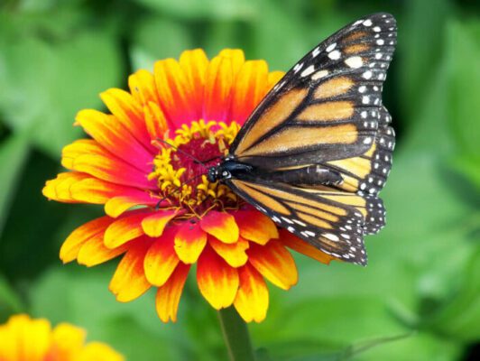 How to Create a Butterfly-Friendly Garden In 2024