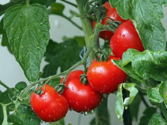 The Best Fertilizer for Tomato Plants In 2024