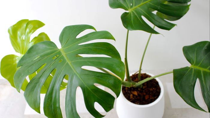 Monstera Deliciosa Care Guide - Tips for Thriving Swiss Cheese Plants