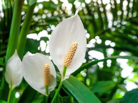 Peace Lily Care - How to Maintain Beautiful Blooms and Glossy Leaves