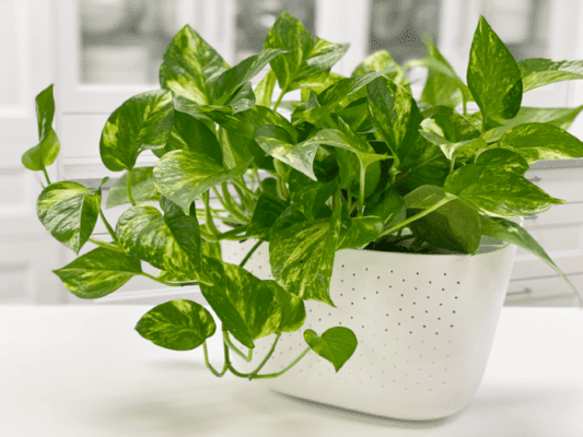 Pothos Plant Care - Best Tips for a Healthy and Lush Indoor Vine