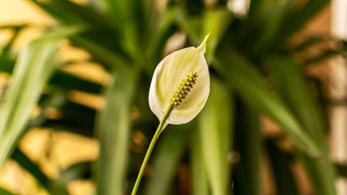 Pothos vs. Peace Lily - Which Plant Fits Your Home in 2024?