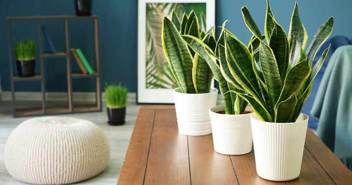 Snake Plant Essentials - How to Grow and Care for Sansevieria Indoors