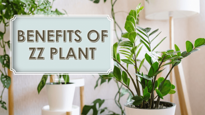 zz-plant-care-tips-low-maintenance-indoor-plant-benefits-and-advice-2