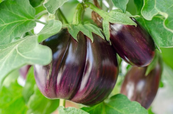 eggplant, vegetables, plant